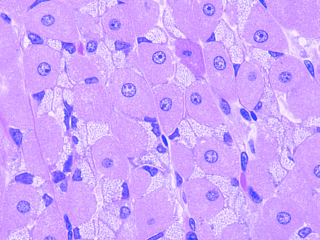 <ul><li><p>Location: neck and base of fundic gland</p></li><li><p>Large, pyramidal shape</p></li><li><p>Numerous mitochondria</p><ul><li><p>Stain with eosin</p></li></ul></li><li><p>Secrete</p><ul><li><p>HCl</p></li><li><p>Intrinsic factor (B12)</p></li></ul></li><li><p>Apical part of the cell</p><ul><li><p>Actively secreting cell</p><ul><li><p>Intracellular canaliculi with microvilli</p></li></ul></li></ul></li><li><p>Resting cell</p><ul><li><p>Tubulovesicular system: membrane storage</p></li></ul></li></ul>