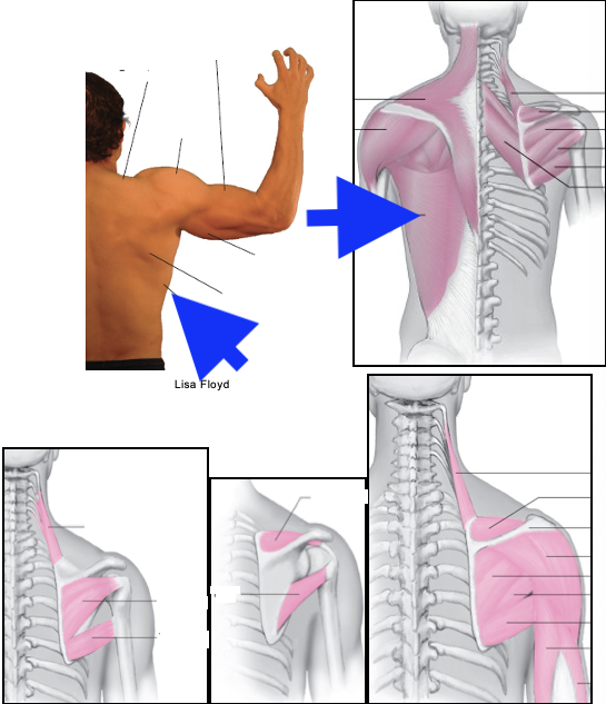 term image