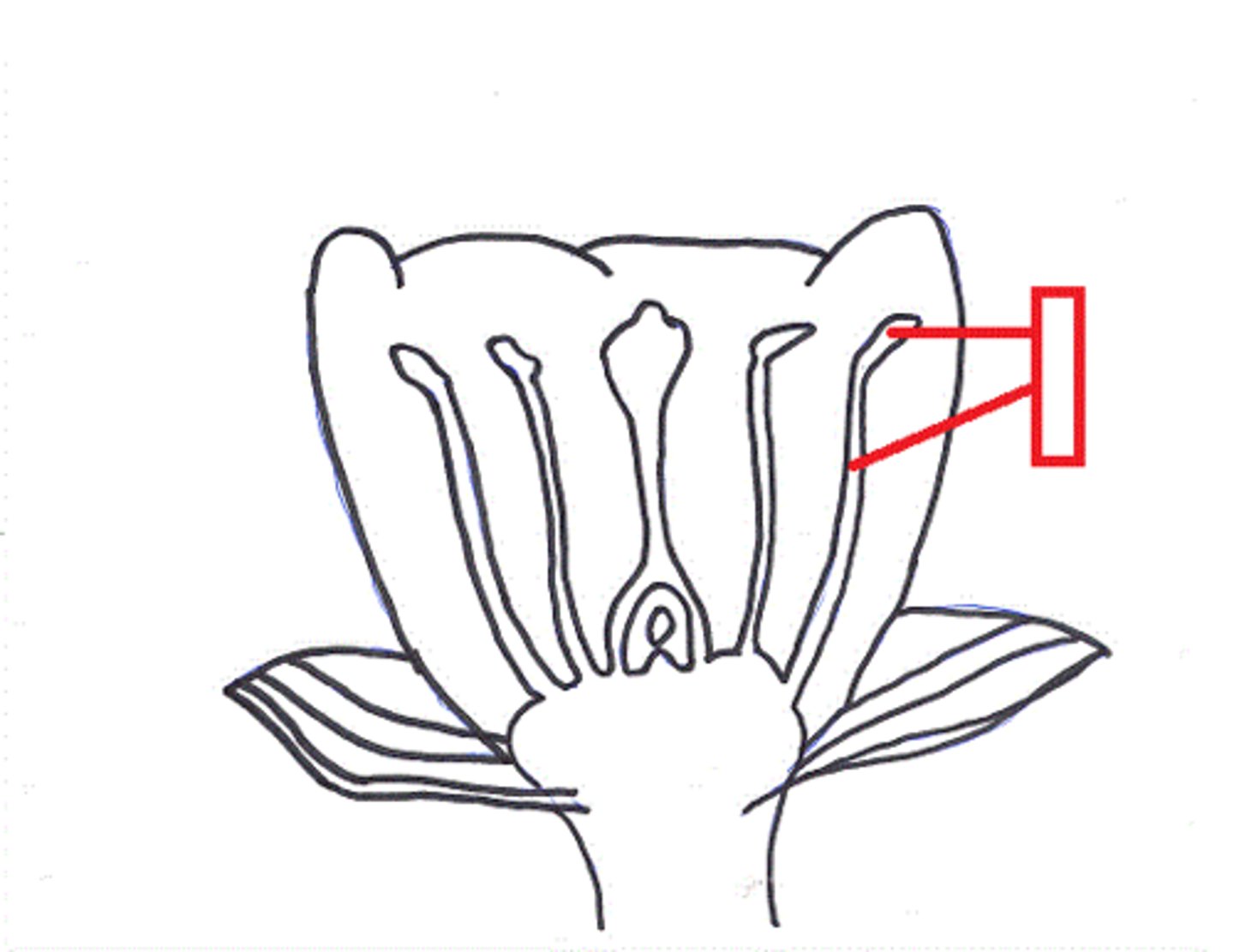 <p>The pollen-producing reproductive organ of a flower, consisting of an anther and a filament.</p>