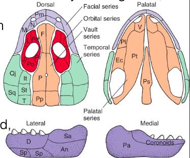 <ul><li><p>Facial</p></li><li><p>orbital</p></li><li><p>temportal</p></li><li><p>vault</p></li><li><p>palatal</p></li><li><p>mandibular</p></li></ul><p></p>