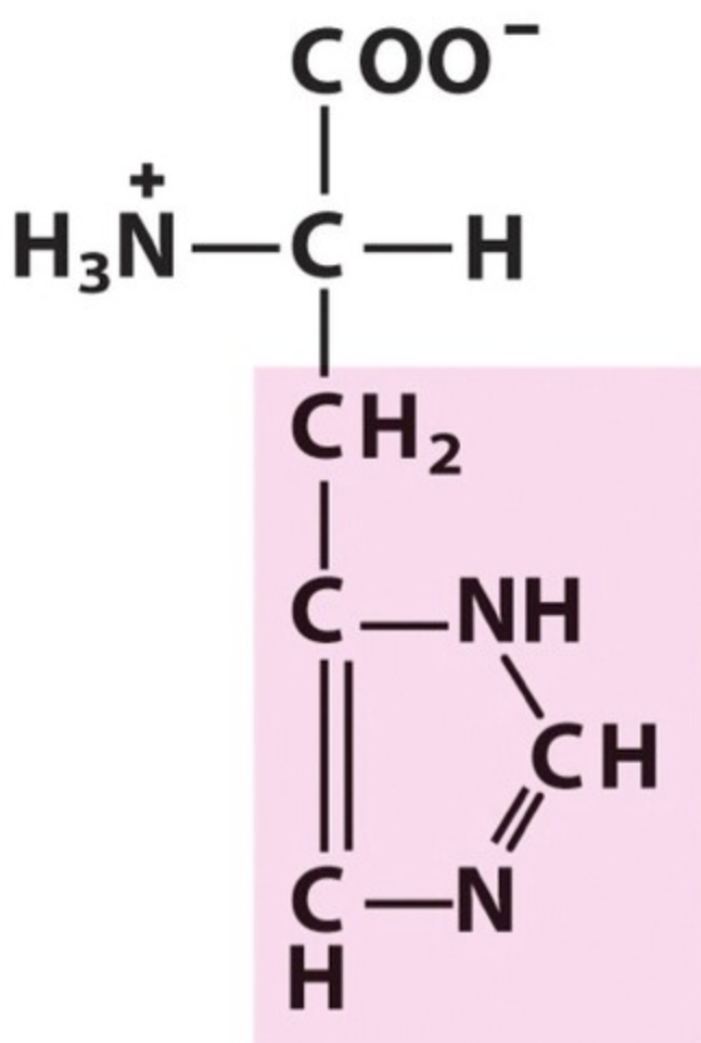 <p>Name the amino acid.</p>