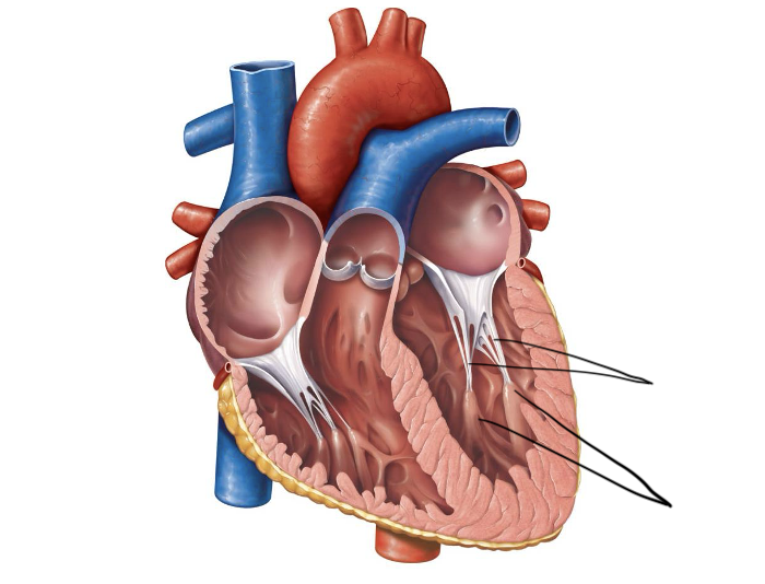 <p>Label and function</p>