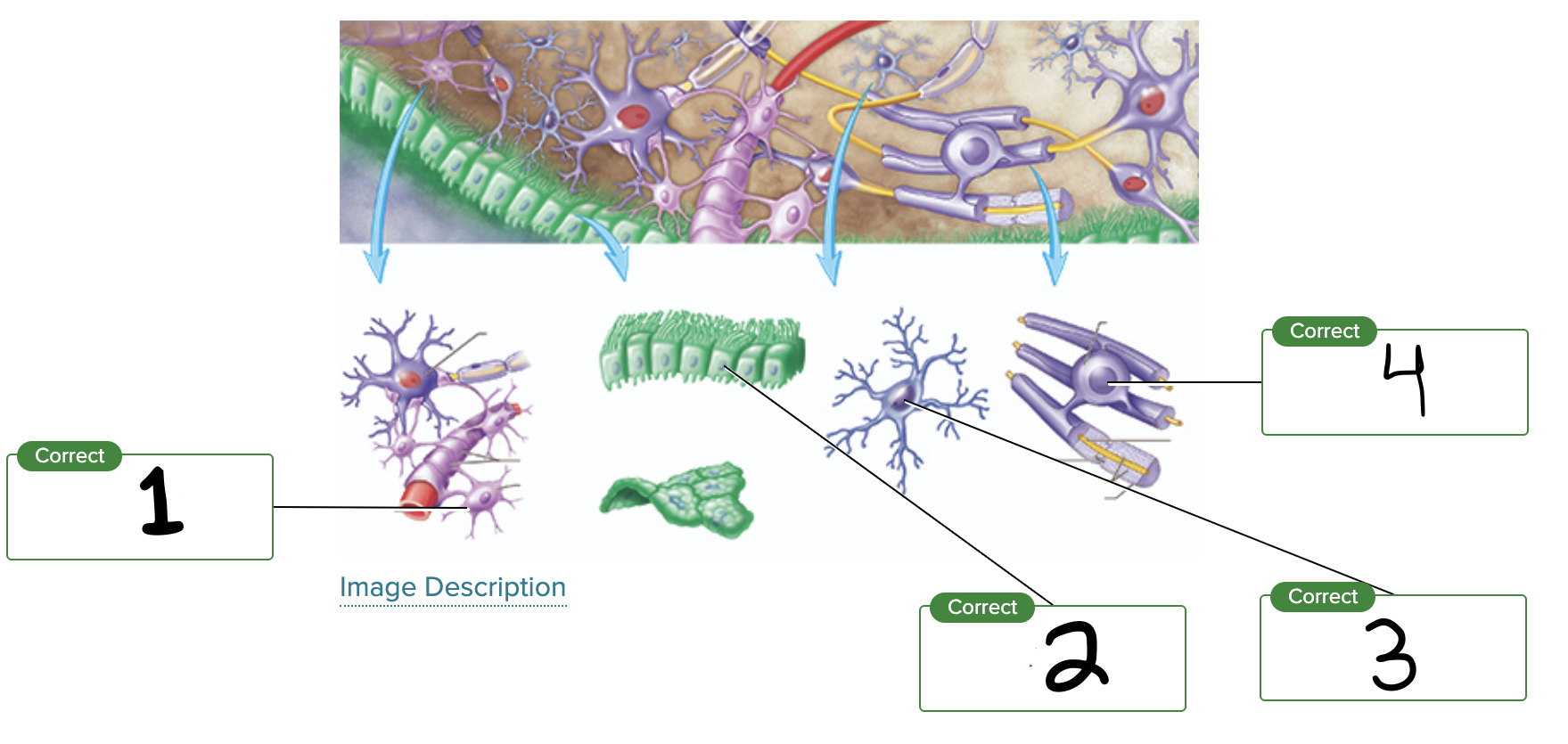 <p>What is label 3?</p>