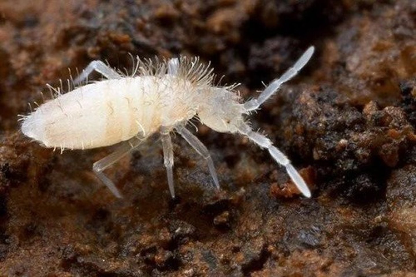 <p>Common name of order: Springtails. Neither paleopteran or neopteran (no wings). Ametabolous.</p>