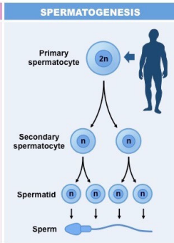 <p>Spermatogenesis</p>