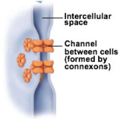 <ul><li><p>communication junctions</p></li><li><p>intercellular channels between two cells</p></li><li><p>line up with one on neighboring cells exactly</p><ul><li><p>make 1 straight told</p></li></ul></li><li><p>always cells to communicate with each other</p><ul><li><p>exchange ions</p></li><li><p>pass materials</p></li></ul></li><li><p>different type of gap junction proteins</p><ul><li><p>selective</p></li></ul></li></ul><p></p>