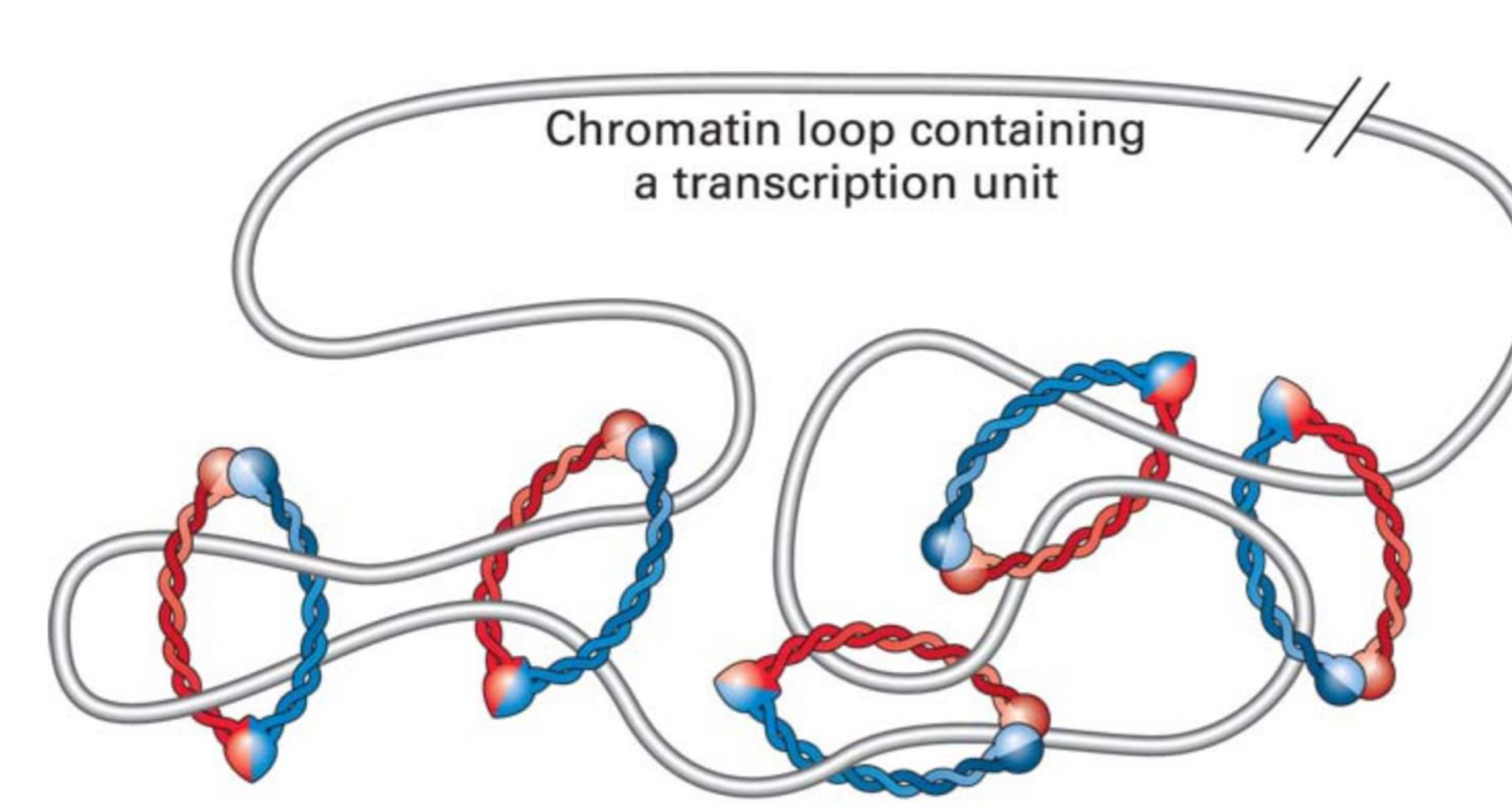 <ul><li><p>moderate looping of chromatin</p></li><li><p>klesin is widely conserved in evolution by euks and bacteria</p></li></ul><p></p>