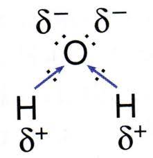 <p>H20</p><ul><li><p>oxygen is more electronegative ( hogs electrons , partial neg charge ) than hydrogen ( partial pos charge )</p></li></ul>