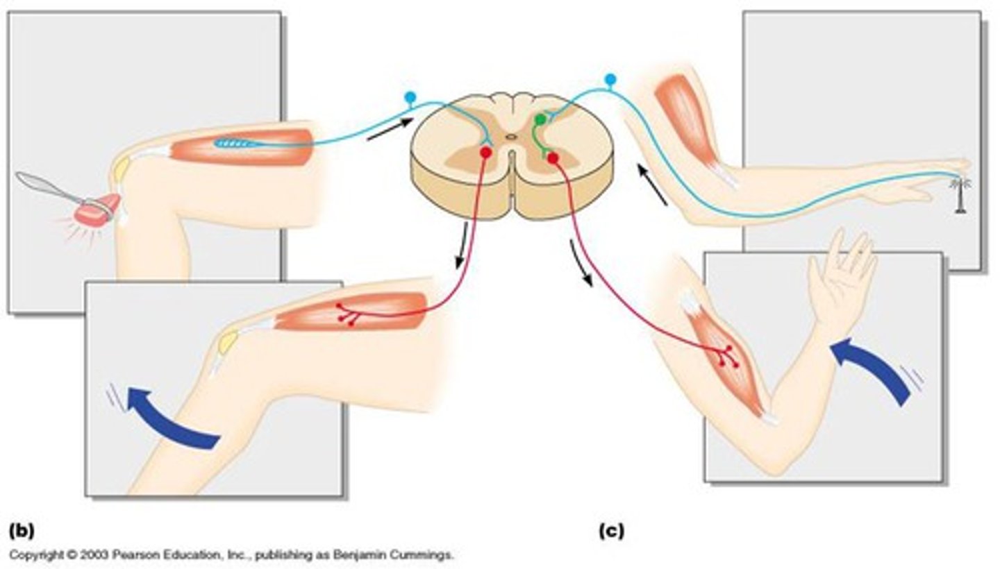 <p>reflex controlled at the spinal cord, connecting a two-neuron pathway from the receptor to the motor</p>