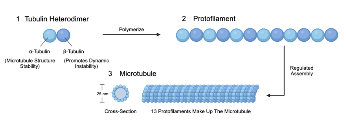 <ul><li><p>They are made up of a protein called tubulin.</p><ul><li><p>There are 2 forms of tubulin (alpha and beta)</p></li></ul></li><li><p>Both alpha and beta tubulin combine to form dimers.</p></li><li><p>Dimers are joined end-to-end to form protofilaments (polymerisation)</p></li><li><p>13 protofilaments line up alongside each other in a ring, to form a hollow cylinder. </p></li><li><p>There is a helical pattern formed by neighbouring alpha and beta tubulin molecules. </p></li></ul><p></p>