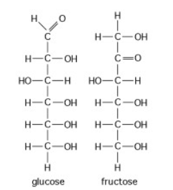 <p><br><span>The figure above shows the structures of glucose and fructose. These two molecules differ in the _____.</span></p><ol><li><p>arrangement of carbon, hydrogen, and oxygen atoms</p></li><li><p>types of carbon, hydrogen, and oxygen atoms</p></li><li><p>number of oxygen atoms joined to carbon atoms by double covalent bonds</p></li><li><p>number of carbon, hydrogen, and oxygen atoms</p></li></ol><p></p>