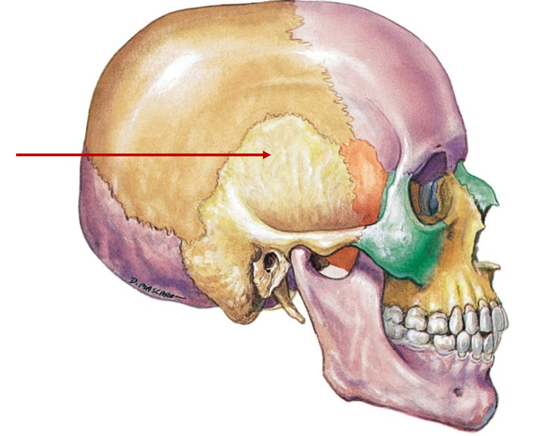 <p>Near ears, where temporal lobe is located</p>