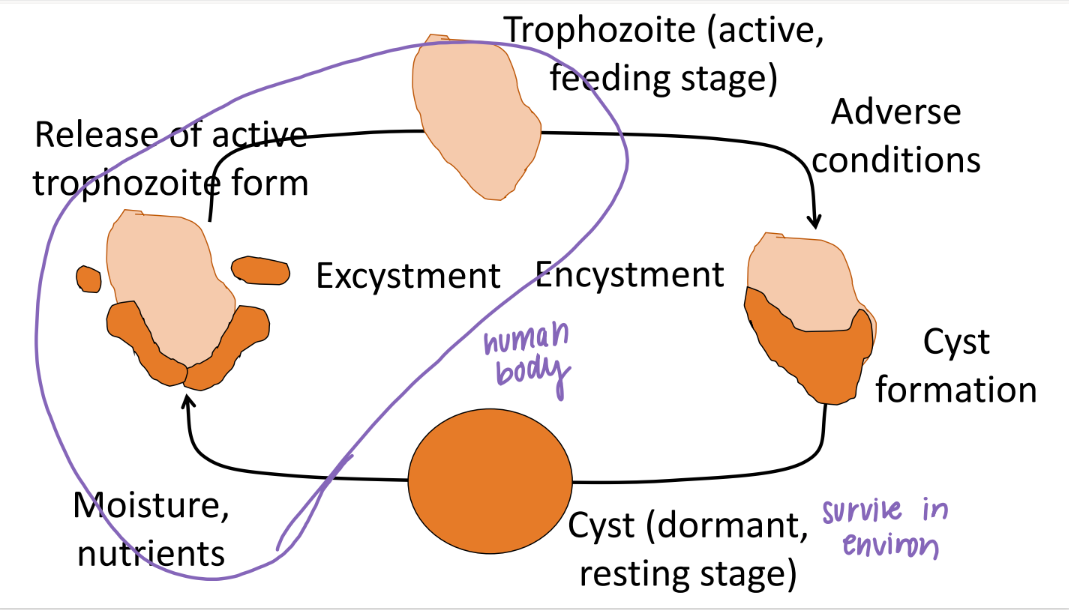 <p>excystment = INSIDE human body (cyst turns into ACTIVE trophozoite) </p><p>eNcystment = OUTSIDE human body (active trophozoite hybernates into dormant cyst) </p>