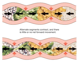 <p>short segments of the intestine alternately contract and relax.</p><ul><li><p>in the contracting segments → circular muscles contract while longitudinal muscles rela</p></li></ul><p>alternating segmental contractions churn the intestinal contents, mixing them and keeping them in contact with the absorptive epithelium.</p><p></p>