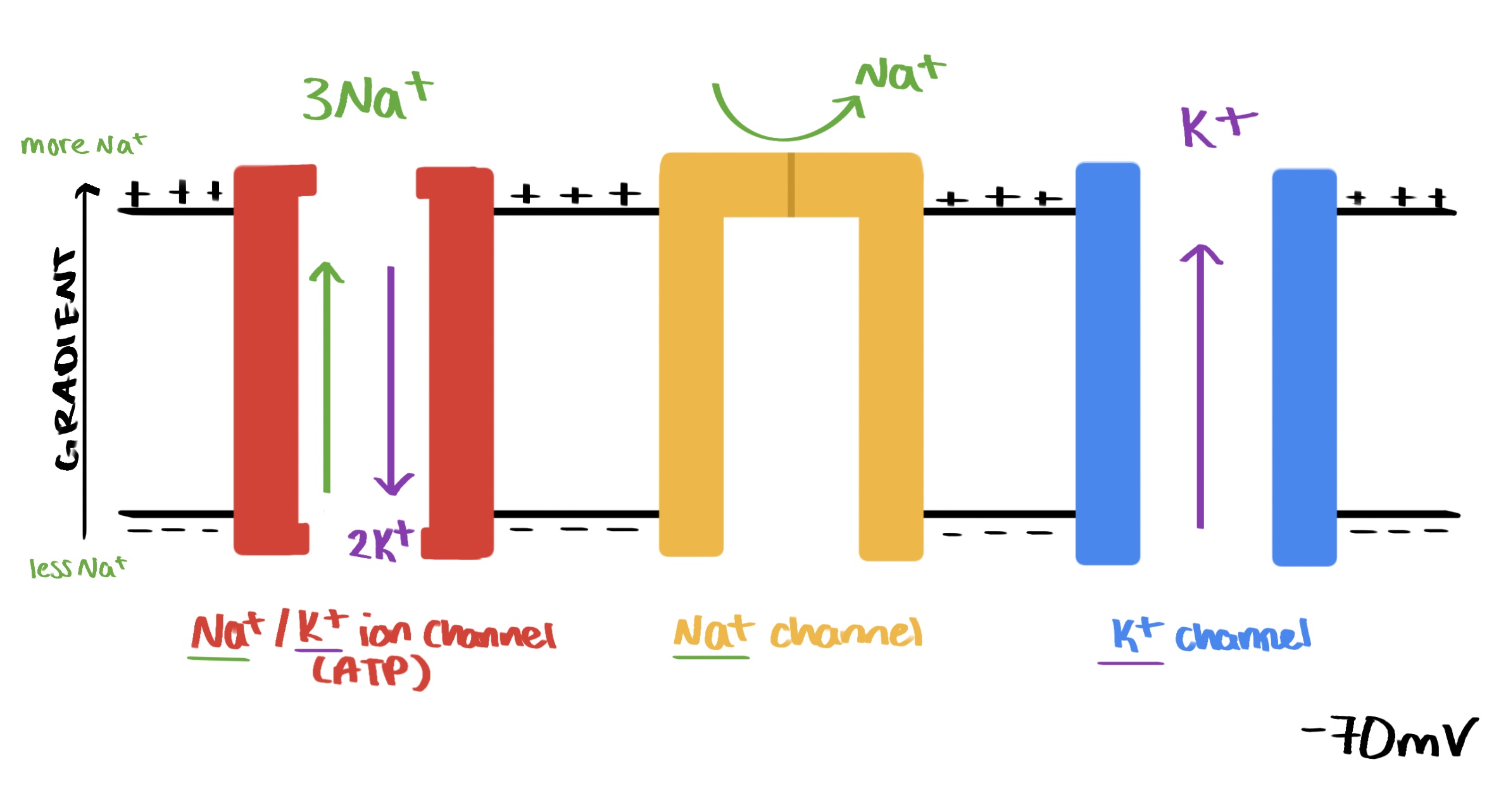 <p>at rest:</p><ul><li><p>neurone membrane kept polarised</p></li></ul><ul><li><p>some sodium/potassium gated some open.</p></li></ul><ul><li><p class="has-focus">there are more open K + channels so K + can move back at its concentration gradient</p></li></ul><p class="has-focus"></p><ul><li><p class="has-focus">resting potential is due to the Na+/K+ pumps in the membrane</p></li><li><p class="has-focus">membrane more permeable to K + (Na+ can’t move across) therefore higher concentration of anions inside the cell</p></li></ul><p></p>