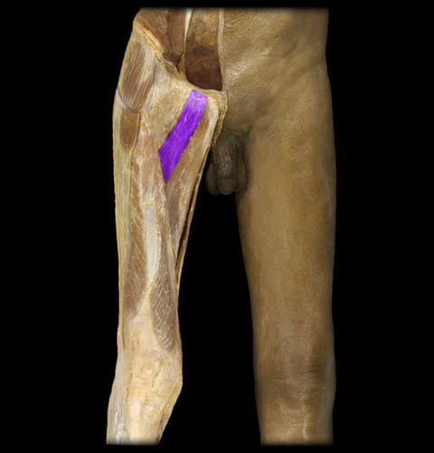 Adduction of thigh
Flexion of thigh
Medial rotation of thigh