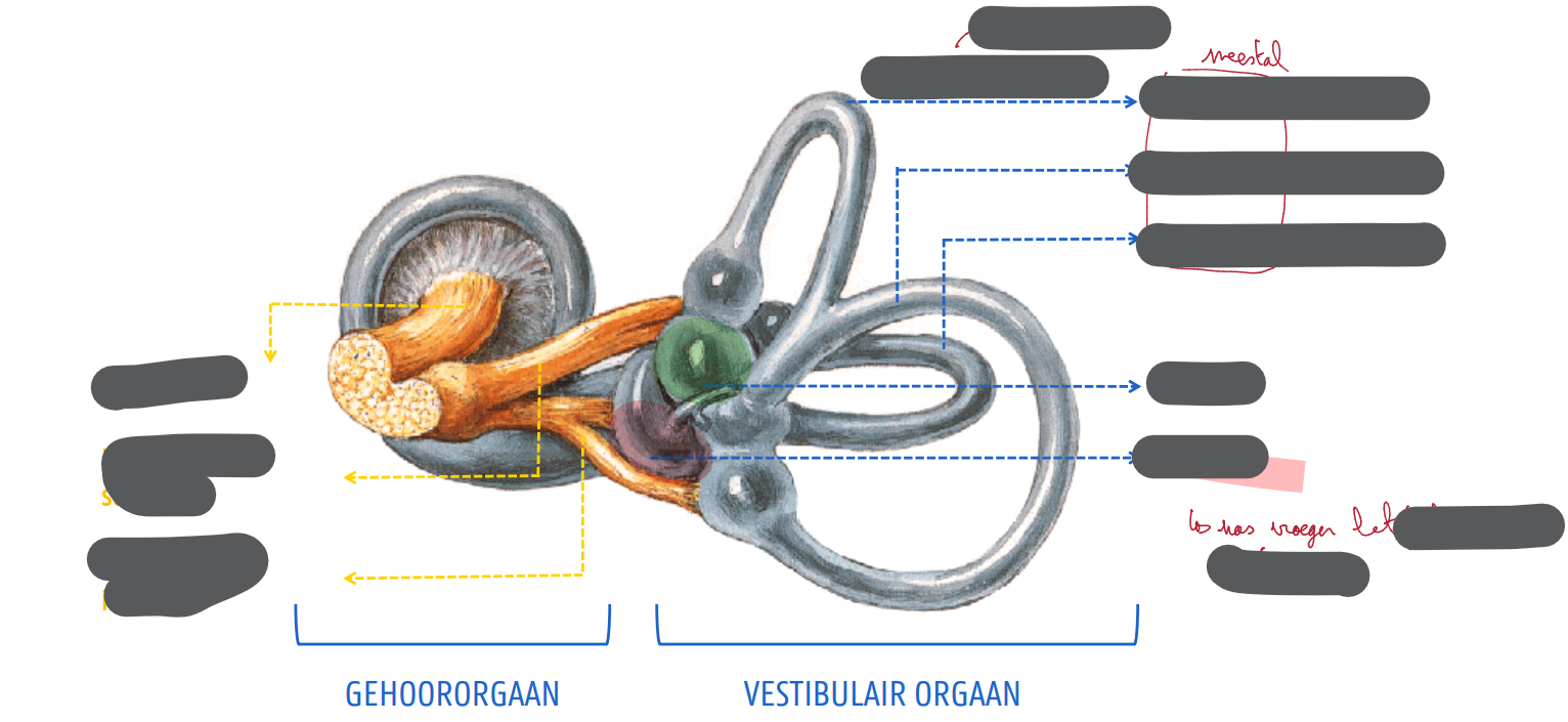 <p>VESTIBULAIR ORGAAN</p>