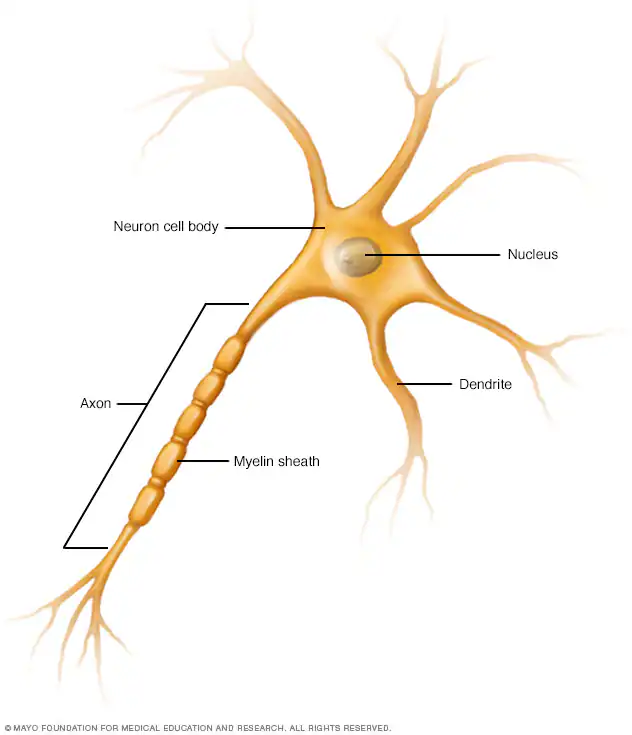 <p>Dendrites</p>