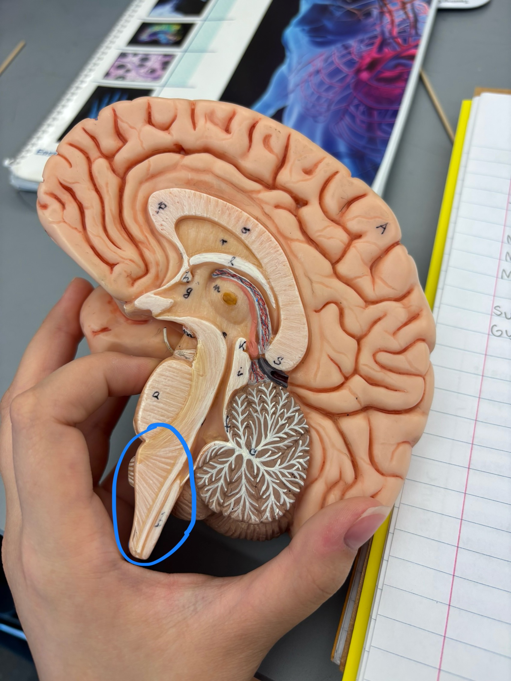 <p>What structure is this?</p>