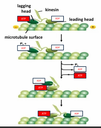 <ul><li><p>The lagging head is bound to ATP </p></li><li><p>The leading head is bound to ADP</p></li><li><p>ATP kinesin has a higher affinity for the microtubule than ADP bound kinesin </p></li><li><p>The ATPase motor lagging head hydrolyzes ATP to ADP + Pi</p><ul><li><p>Reduces affinity of lagging head for microtubule </p></li></ul></li><li><p>ADP is exchanged for ATP in leading head </p><ul><li><p>Increases affinity of leading head </p></li></ul></li><li><p>The binding of ATP induces conformational change causing lagging head to swing in front to another microtubule binding site</p></li><li><p>This resets cycle to the top </p></li></ul><p></p>