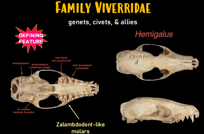 <p>Skull Characteristics: Carnivora - Viverridae - civets &amp; genets</p>