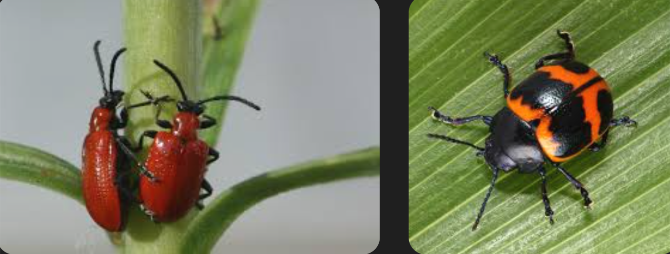 <p>Usually more rounded or oval, but some are slightly elongated, short antennae that are smaller than their body length, often brightly colored and metallic. Class Insecta, Order Coleoptera, called leaf beetles</p>