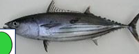 <p>bulis, tamarong</p>