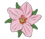 <p>Four or five floral parts</p><p>(Multiple of these)</p>