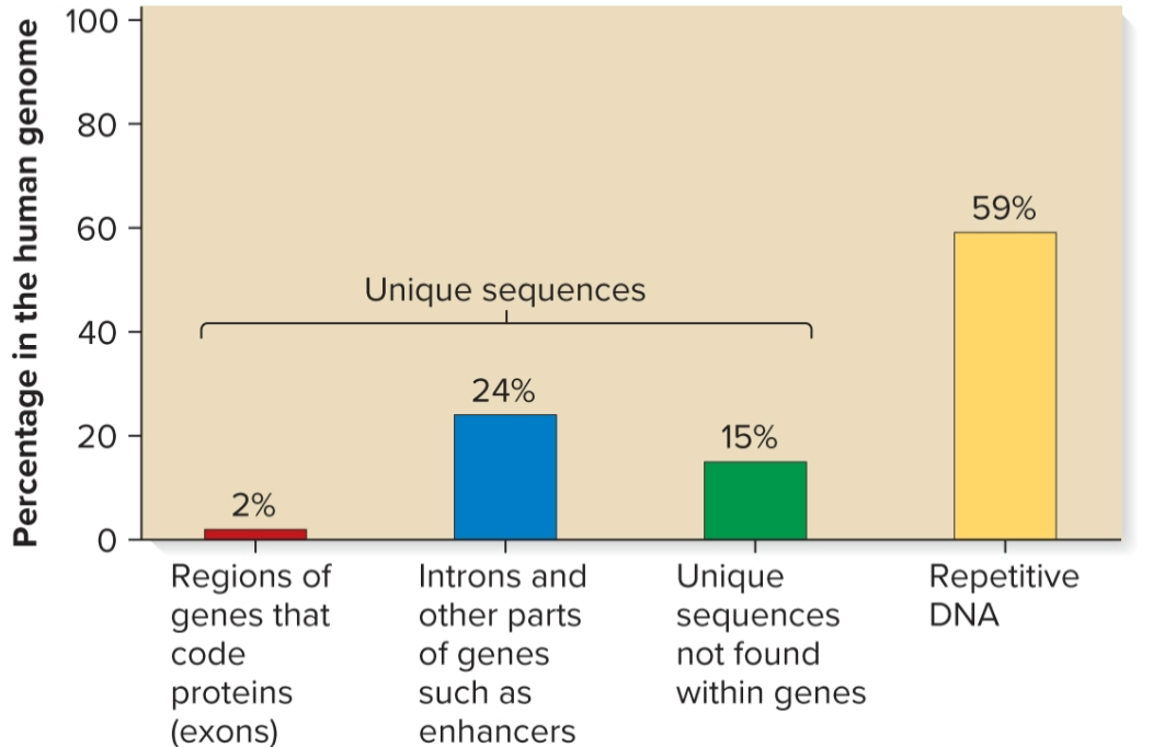 <ul><li><p>found tens of thousands to millions of times</p></li><li><p>each copy is relatively short (a few nucleotides to several hundred in length)</p></li><li><p>some sequences interspersed throughout genome, ex) Alu family in humans, 300 bp, 10% of genome, found every 5000–6000 bp</p></li><li><p>other sequences clustered together in tandem arrays, ex) AATAT and AATATAT sequences in Drosophila found in centromeric regions</p></li></ul><p></p>