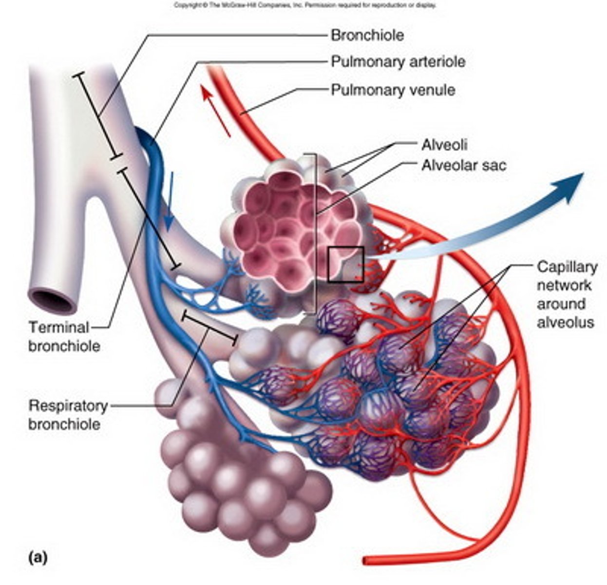<p>Short diffusion distance - diffuses through 2 thin cells (epithelium &amp; endothelium) to reach RBC + capillaries are one cell thick</p><p>Steep concentration gradient</p><p>Large surface area - many alveoli + they're really small → increases SA enormously</p>