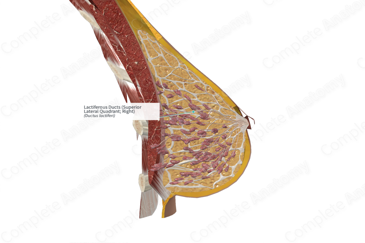 <p>(lact-f-us.duc)</p>