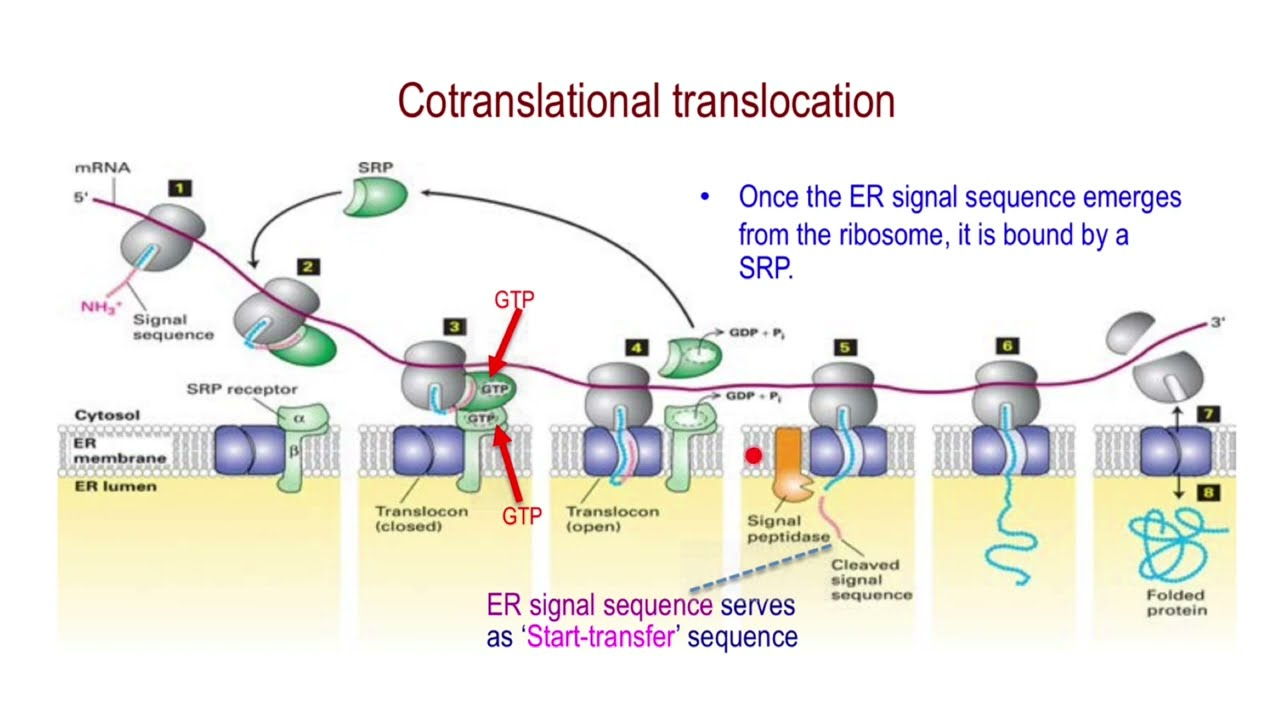 <p><strong>Key components involved in guiding a protein into the ER during translation:</strong></p><ol><li><p><strong>Signal Sequence</strong> – Directs the ribosome to the ER</p></li><li><p><strong>SRP (Signal Recognition Particle)</strong> – Binds the signal sequence and pauses translation</p></li><li><p><strong>SRP Receptor</strong> – Anchors the SRP–ribosome complex to the ER membrane</p></li><li><p><strong>Translocon</strong> – Channel that threads the growing polypeptide into the ER lumen</p></li></ol><p></p>
