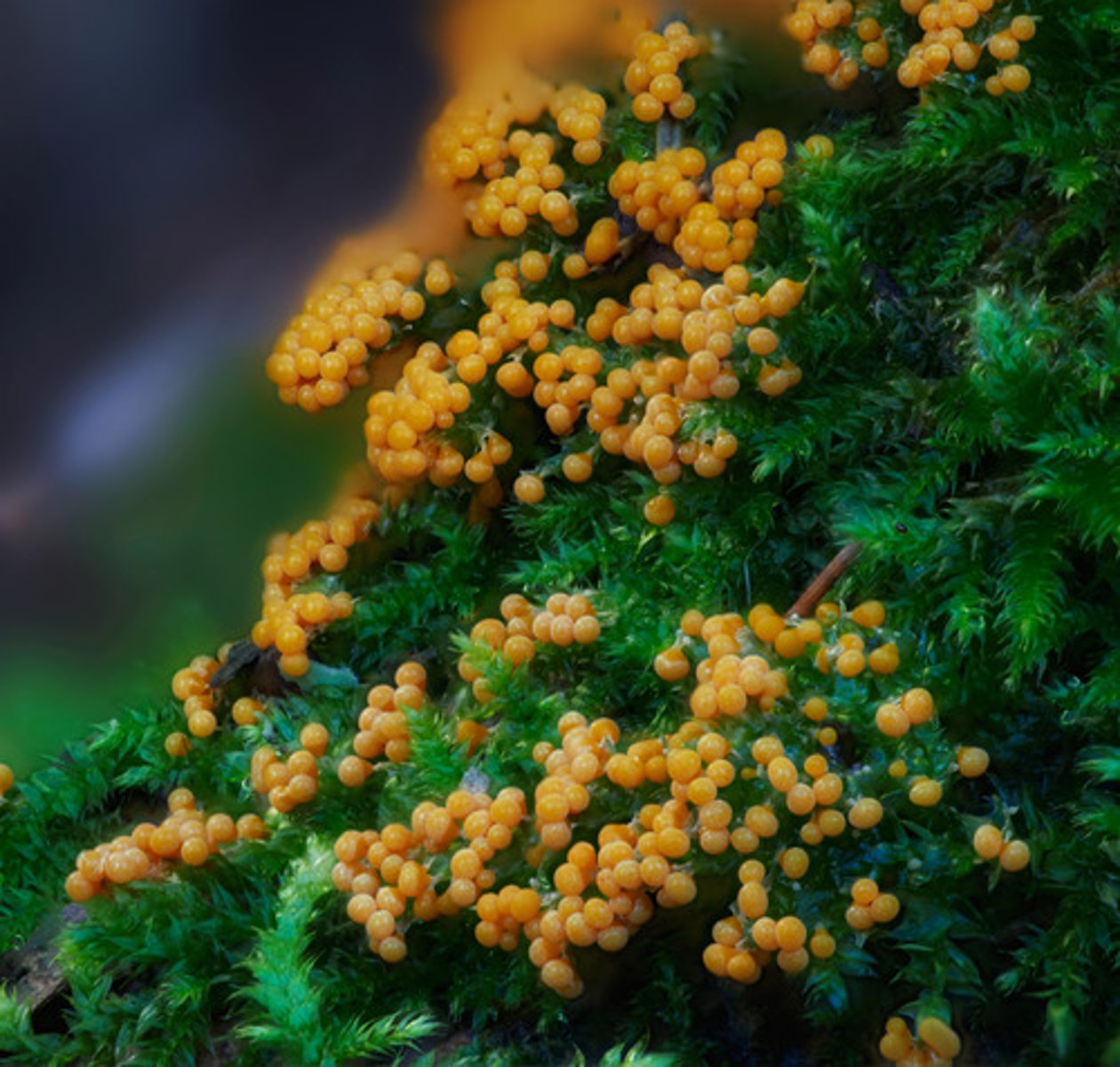 <p>Ullkluba (myxomycota)</p>