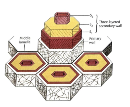 <ul><li><p>found in some plant cells</p></li><li><p>laid down toward the inside of the primary cell wall</p></li></ul><p></p>