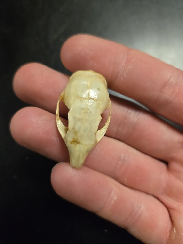 <p>1 0 1 3, 20 total<span><span><br></span><span>Four cheek teeth, missing 1st premolar</span><span><br></span><span> tapered nose</span><span><br></span><span> Small, pointed post-orbital process</span></span><br><span> Pointed muzzle</span><span><br></span><span> Large eye</span><span><br></span><span> Eyes to the side</span><span><br></span><span> Distinct postorbital process</span><span><br></span><span> Rounded skull</span><span><br></span><span> Orange/white incisors</span><span><br></span><span> No canines</span></p>