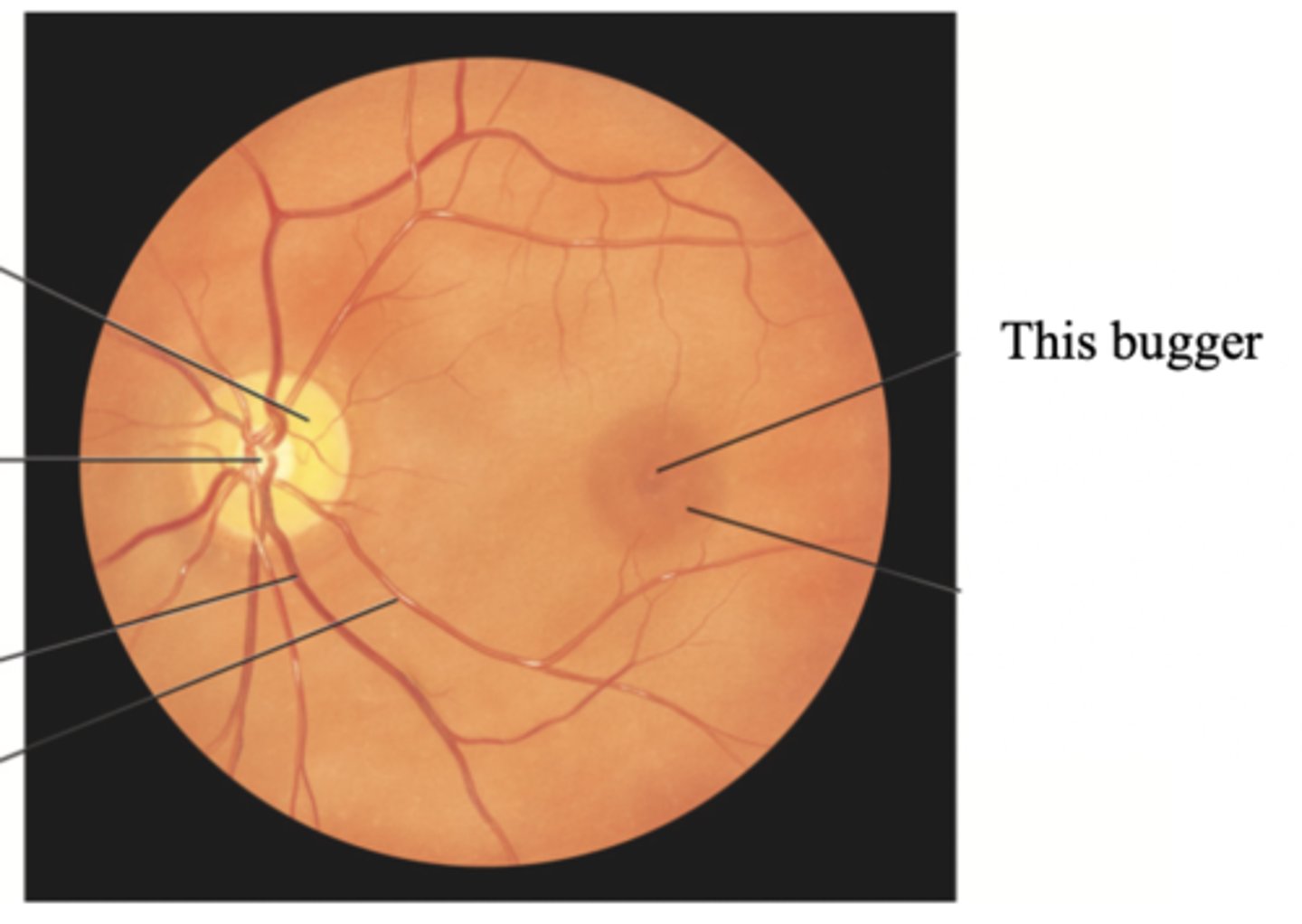 <p>Tiny pit or depression in the retina that is the region of clearest vision</p>