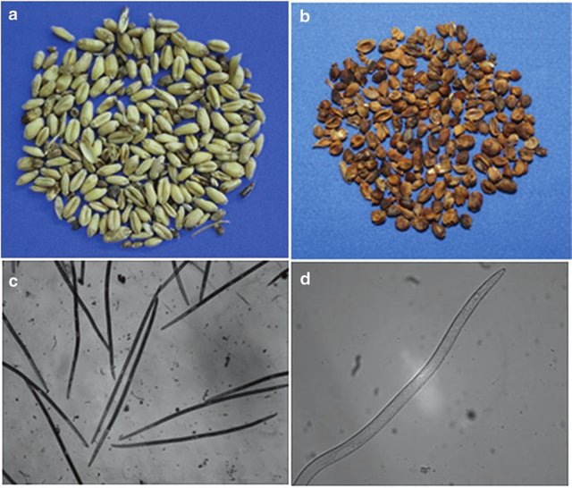 <p>Kmeň: Nematoda (hlístovce)</p>