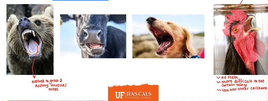 <p>The<strong> starting point that begins the digestive process </strong></p>