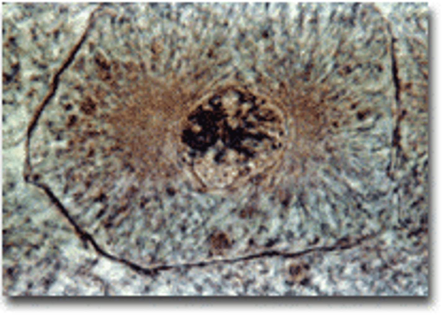 <p>chromosomes become visible, nuclear membrane breaks down, and centrioles organize spindle fibers</p>