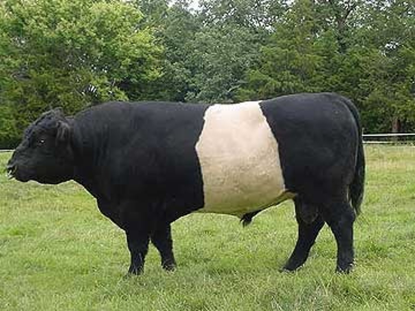 <p>- Black with a white stripe</p>