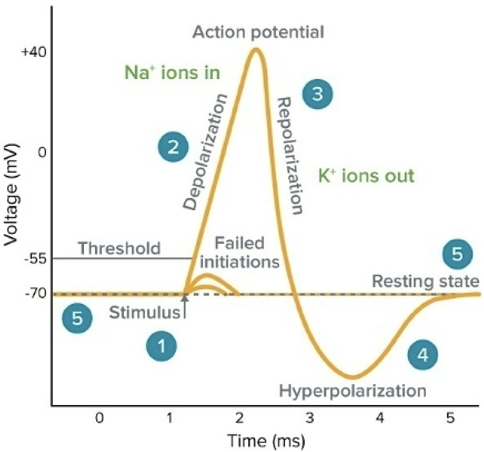 Action Potential