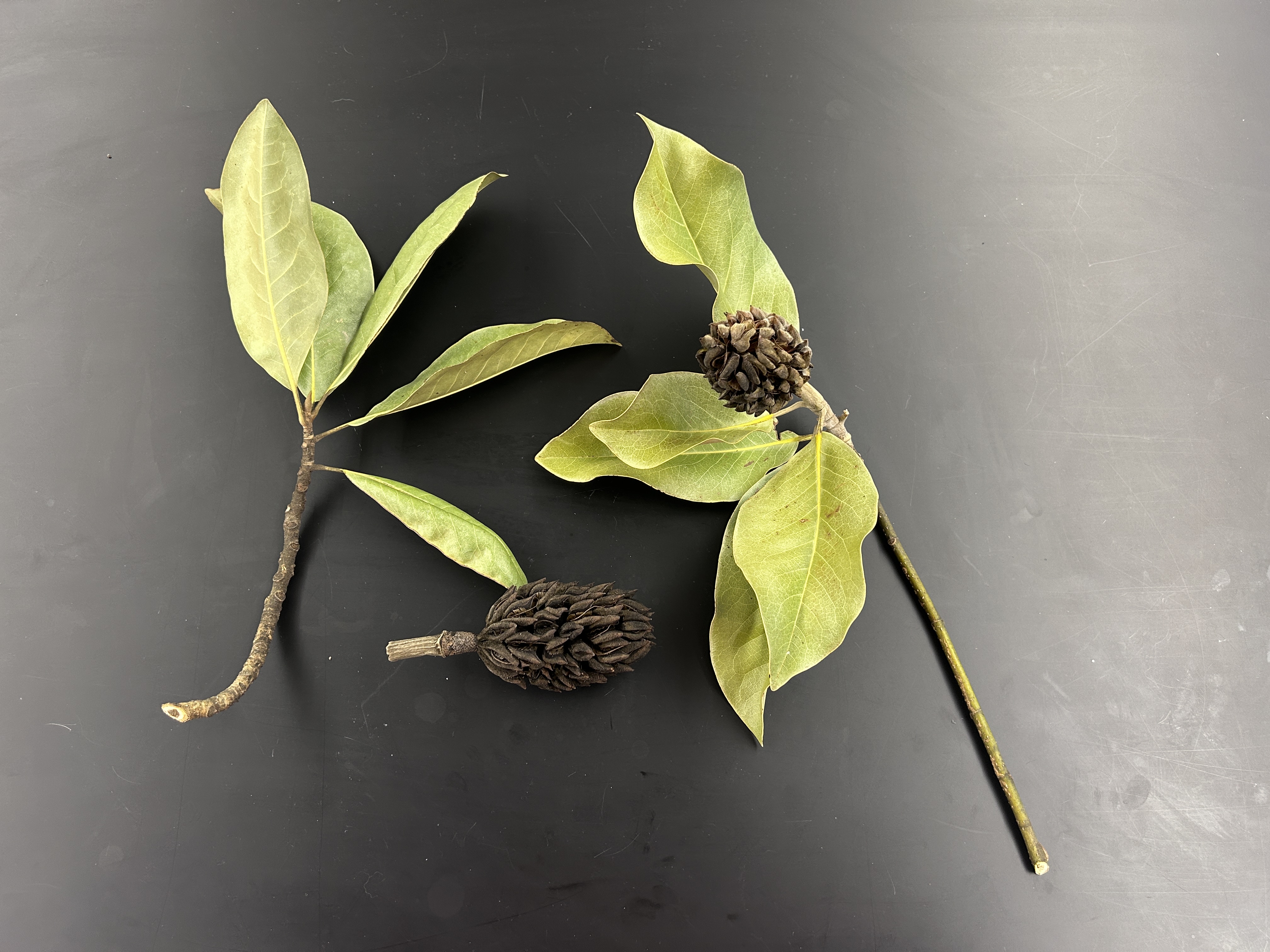 <p>What tree is this </p>