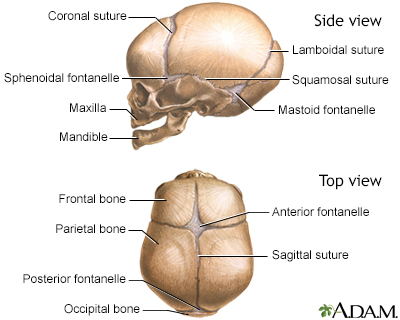 <ul><li><p>Coronal Suture</p></li><li><p>Lambdoid Suture</p></li><li><p>Squamous Suture</p></li><li><p>Sagital Suture</p></li></ul><p></p>