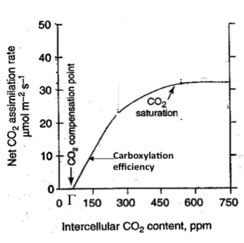 <p><strong>Initial slope</strong></p><ul><li><p>revealed the <strong>carboxylation efficiency of Rubisco</strong></p></li></ul><p><strong>X-axis Intercept</strong></p><ul><li><p>give CO2 compensation point</p><ul><li><p>where A=0 and Co2 uptake is balanced by (photo)-respiration release)</p></li><li><p>→<strong>is a measure of oxygenase activity!</strong></p></li></ul></li></ul><p></p>