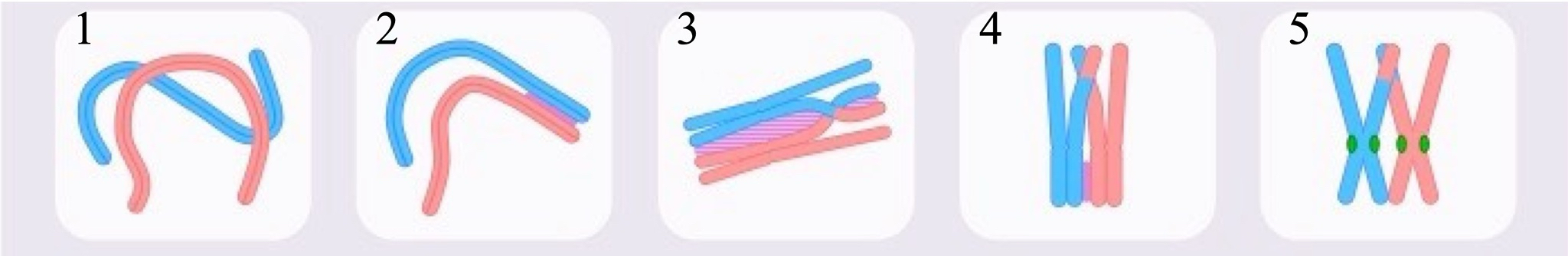 <p>Holds non-Sister chromatids together</p><ol><li><p>Leptotene - replicated chromosomes start to contract</p></li><li><p class="has-focus">Zygotene- chromosomes line up in homologous pairs = synapsis held together by protein called the synaptonemal complex relies on recognition of similar sequences</p></li><li><p class="has-focus">Pachytene - crossing over/ genetic exchange between non sister chromatids</p></li><li><p class="has-focus">diplotene - chromosome separate a bit but sites of crossing over is still visible</p></li><li><p class="has-focus">diakinesis - chromosomes contract further</p></li></ol><p></p>