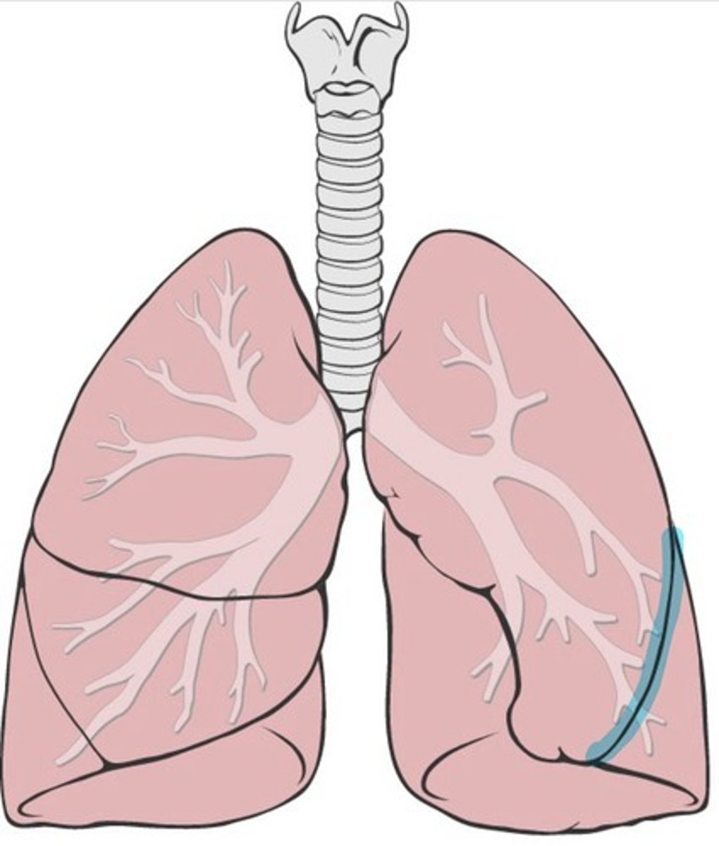 <p>More to the side of the left lung</p>