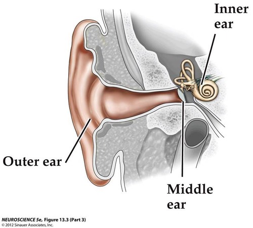 Roles of inner ear:
