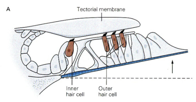 <p>outer and inner hair cells</p>