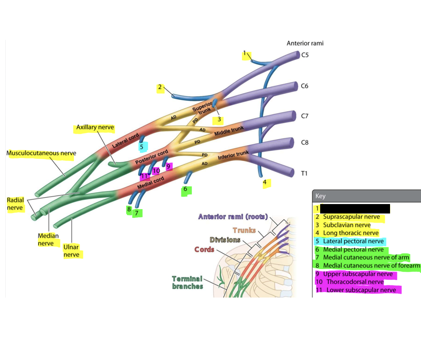 knowt flashcard image