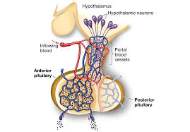 Pituitary gland is composed of what two parts 